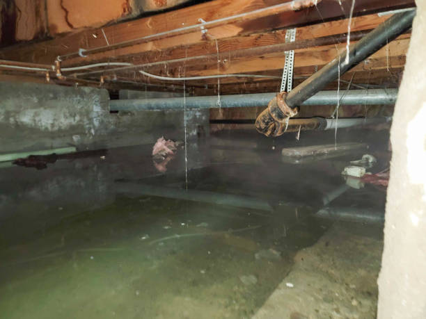 Best Water damage cleanup near me  in Stirling, NJ
